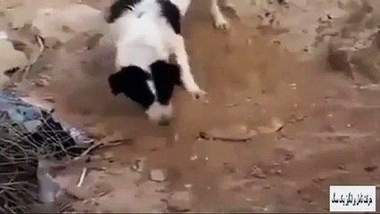 Un chien en deuil enterre un chiot mort