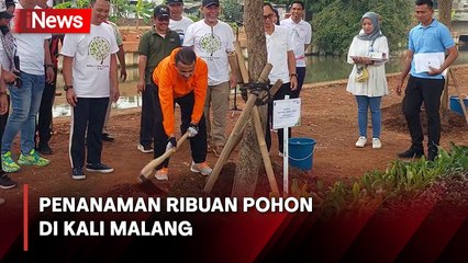 Ribuan Pohon di Tanam di Jalan Kali Malang untuk Perbaiki Kualitas Udara