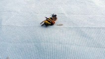 Le combat sans merci entre une abeille et une guêpe
