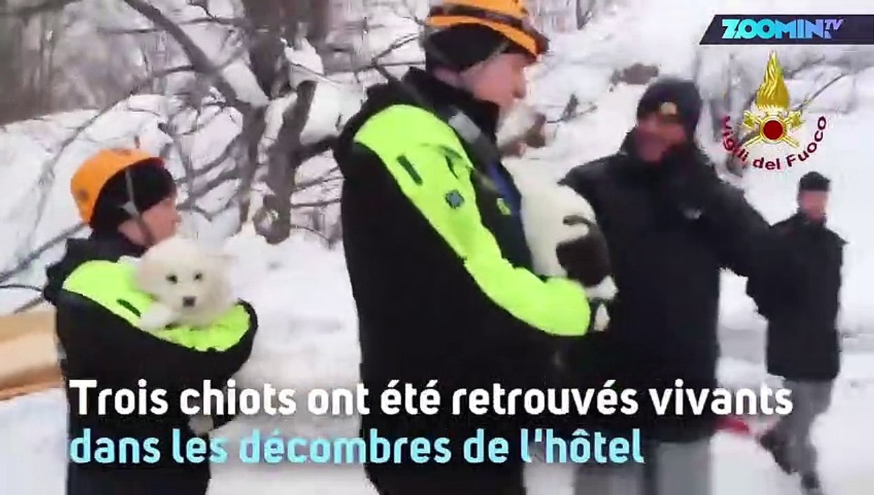 Avalanche en Italie : 3 chiots retrouvés vivants