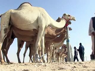 Au Qatar, des chameaux graines de champions