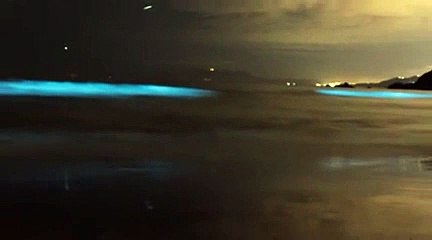 Une étonnante marée bleu fluo en Californie