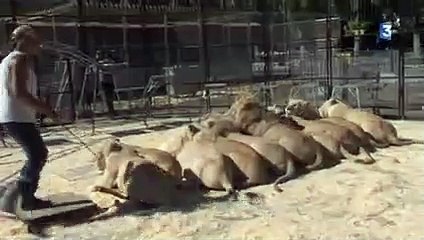 Un dompteur du Cirque Pinder mordu par une lionne !