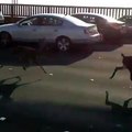 Deux biches traversent tranquillement le Golden gate Bridge et créent un embouteillage