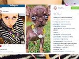 Exclu Video : Miley Cyrus : son sosie est un chihuahua !