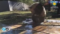 C'est l'heure du bain pour ce gros panda !