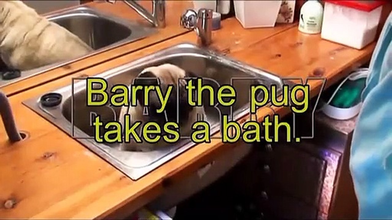 Ce carlin dans son bain vit le plus beau moment de sa vie !