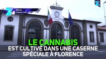 La première récolte de cannabis médical made in Italie