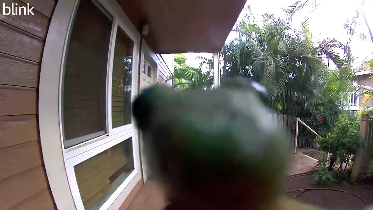 Locked Out Lizard