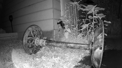 Raccoon Knocks Over A Birdbath