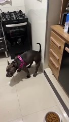 Dog Leaves a Present on the Wall For Owner