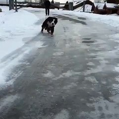 Ce chien adore glisser sur la glace !