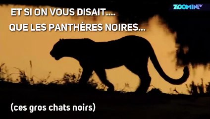 On vous a menti : les panthères noires n'existent pas!