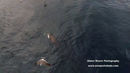 Vidéo choc : un lion de mer dévore un requin