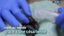 Un bébé chauve-souris sauvé de justesse