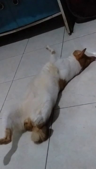 Spoiled Cat