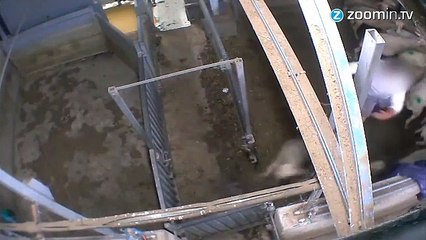 L214 : 'images choc' d'une réalité pire encore ?