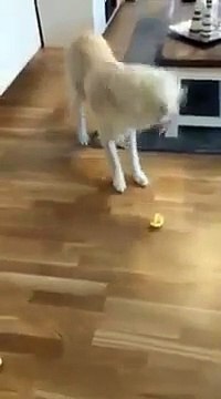 La réaction hilarante d'un chien qui découvre le goût du citron !
