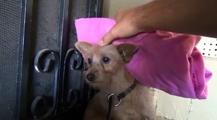 Les chiens nous rendent-ils meilleurs ?