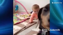 Ce chien vole la vedette à ce bébé!