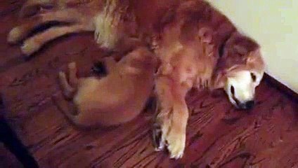 Un chiot réconforte un chien qui fait des cauchemars