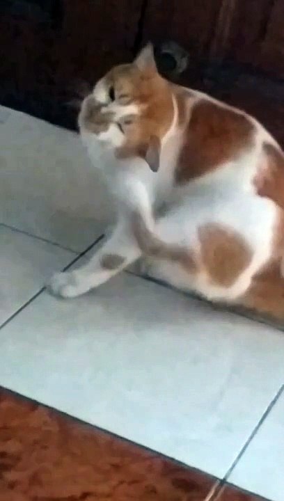 Cat Scratching