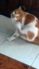 Cat Scratching