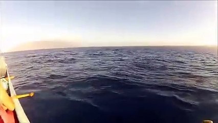 Une baleine effraie un couple en pleine mer