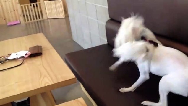 Un chiot met fin à une bagarre entre deux chiens