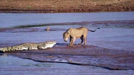 Un combat à mort entre un crocodile et trois lions