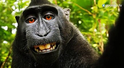 Polémique autour d'un selfie pris par un singe