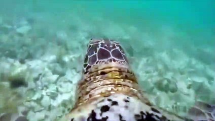Découvrez la Grande barrière de corail depuis le dos d'une tortue
