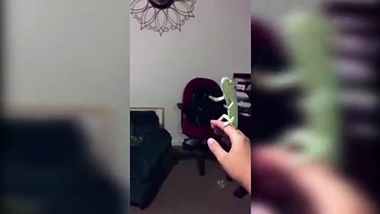 Ce petit caméléon adore éclater des bulles de savon !