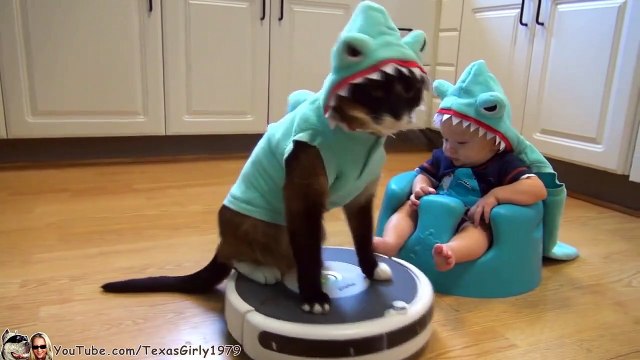Quand un bébé et un chat déguisés en requin se rencontrent