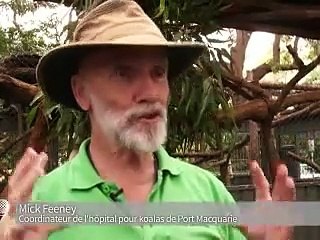 Le koala australien vit des heures bien sombres