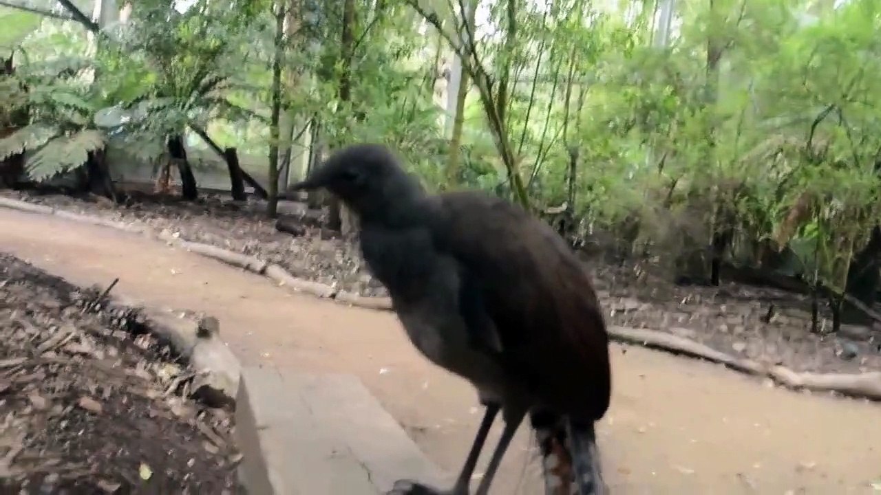 Les incroyables imitations d'un oiseau-lyre