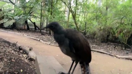 Les incroyables imitations d'un oiseau-lyre
