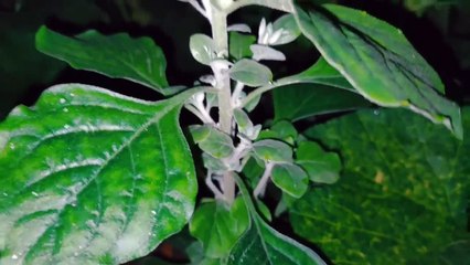 বাংলা চটি গল্প | গোপনে দেখুন