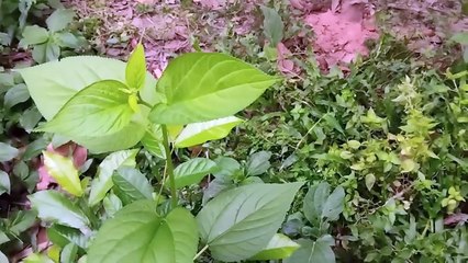 বাংলা চটি গল্প | কলকাতা সেরা গল্প