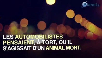 Essonne : sans le savoir, des dizaines de voitures ont roulé sur un cadavre