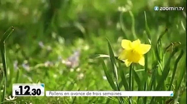 Beau temps : plus de pollens et d'acariens