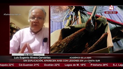 Luis Eugenio Rivera nos explica que han aparecido aves con lesiones en la Costa Sur