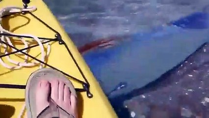 Découvrez le Régalec, le plus grand poisson osseux au monde, fait une apparition sur une plage mexicaine !