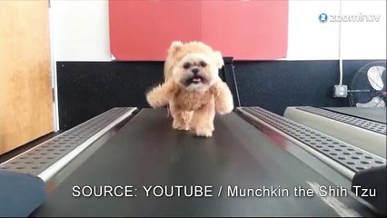 Un chien déguisé en Teddy court sur un tapis!