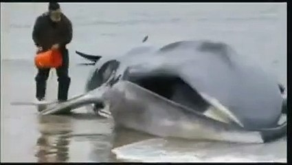 Une baleine de 18 mètres de long échouée sur une plage à New York