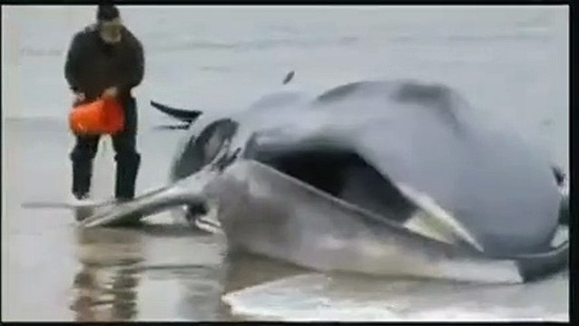 Une baleine de 18 mètres de long échouée sur une plage à New York