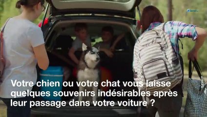 Animaux : 3 astuces pour nettoyer les poils de votre voiture