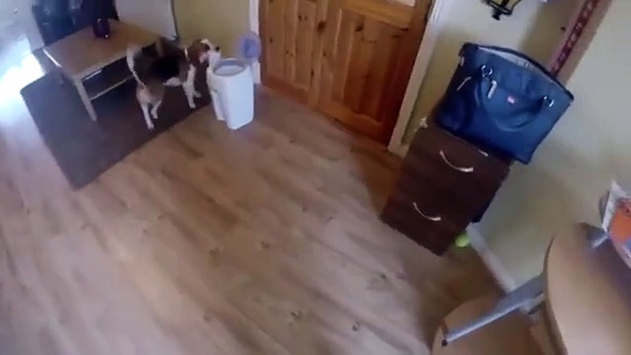 Un chien aide à changer les couches d'un bébé
