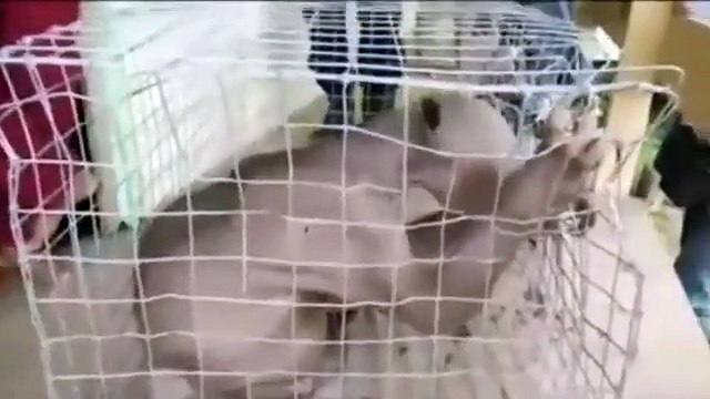 Quelle est cette mystérieuse créature trouvée dans une rivière chinoise ?