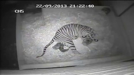 Une tigresse donne naissance à son petit